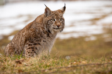 Beautiful and endangered lynx in the nature habitat