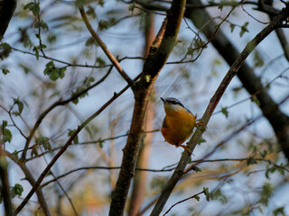 The Eurasian nuthatch or wood nuthatch, Sitta europaea, is a small bird found throughout the Palearctic and in Europe, where its name is the nuthatch.