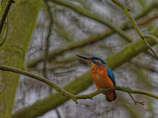 The common kingfisher, Alcedo atthis, also known as the Eurasian kingfisher, and river kingfisher, is a small kingfisher with distribution across Eurasia and North Africa.
