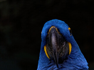 The hyacinth macaw, Anodorhynchus hyacinthinus, or hyacinthine macaw, is a parrot native to central and eastern South America.