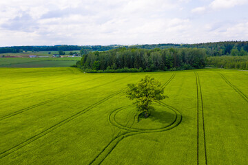 wonderful aerial view of single tree in a green field and forest in the background