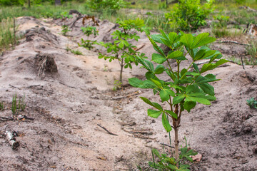 Chestnut seedling planted in the forest