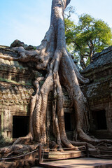 Überwachsener Tempel in Angkor