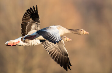 Gans im Herbst