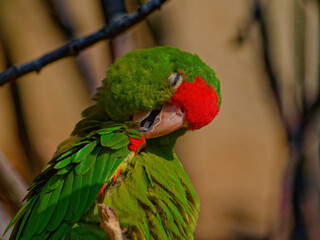 The crimson-fronted parakeet, Psittacara finschi, also known as Finsch's parakeet or Finsch's conure sitting on top of a green bird on a branch. High quality photo