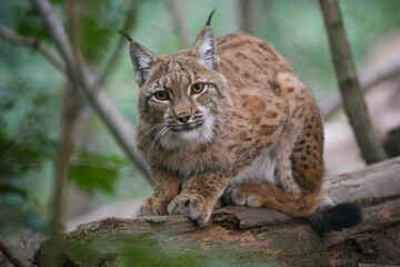 Naklejka na ściany i meble Beautiful and endangered lynx in the nature habitat