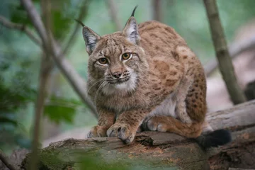 Gordijnen Beautiful and endangered lynx in the nature habitat © photocech