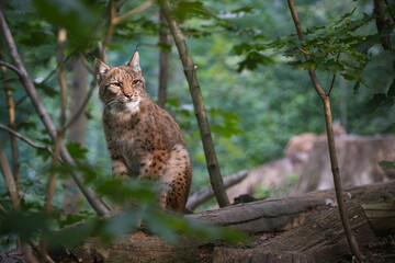 Beautiful and endangered lynx in the nature habitat