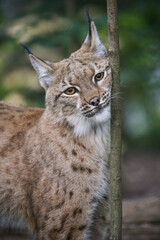 Beautiful and endangered lynx in the nature habitat