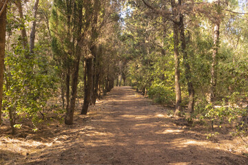 path in the forest