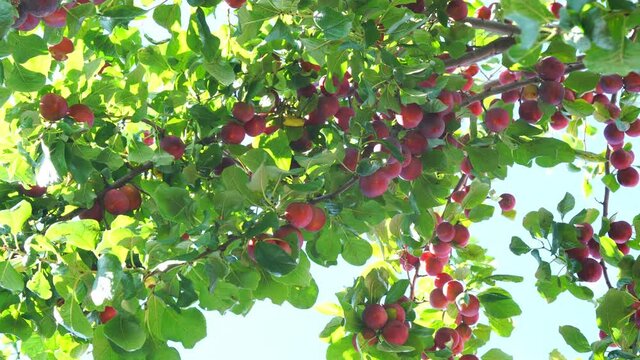 The harvest of plums. Branches with ripened plums. Juicy plums in the sun. Fresh ripe plums. Fruit picking season. Fruit tree. Natural product. Healthy food.