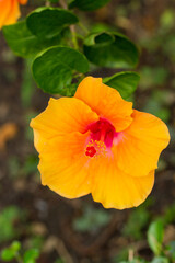 Yellow hibiscus flowers close up green leaf background in flower garden