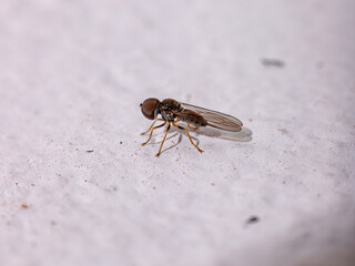 Big-headed Fly of the Family Pipunculidae