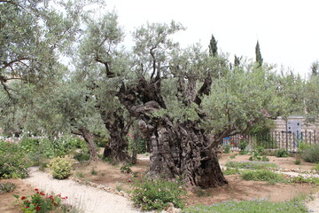 tree