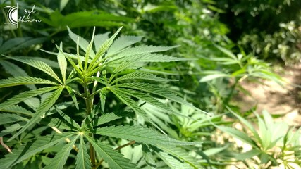 Marijuana leaf