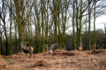 Obraz premium deer in the field