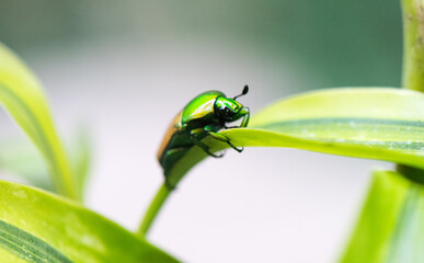 Käfer auf einem Blatt