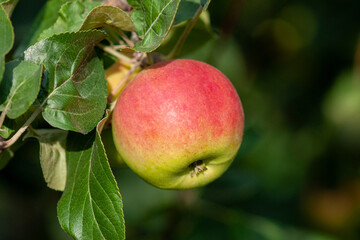 Red ripe Apple on a branch on a Sunny day. Selective focus
