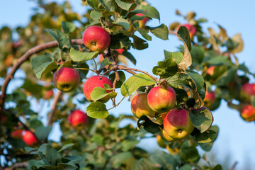 Red ripe apples on a branch against a blue sky on a Sunny day