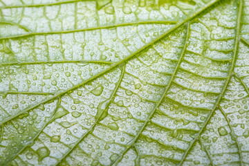 Drops of transparent rain water on a leaf. Floral macro background
