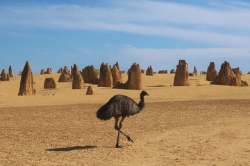 Emu in Westaustralien