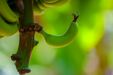 fresh green banana field in india © Niks Ads