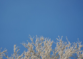Fruit tree blooms with white color flowers during spring on a background of clear blue sky. Concept of spring mood, awakening nature with copy space.