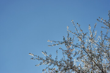 Beautiful cherry blossom on a background of clear blue sky. White flowers. Spring concept