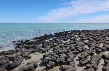 Fototapeta na wymiar Hamelin Pool Stromatolites Shark Bay