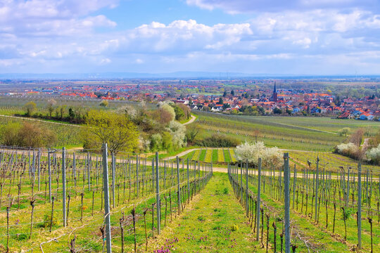 Kallstadt w&auml;hrend der Mandelbl&uuml;te im Fr&uuml;hling - landscape around Kallstadt during the almond blossom in spring