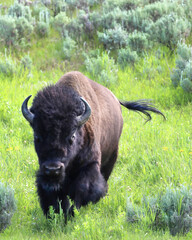 Buffalo in Yellowstone National Park running © Carolyn