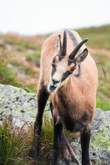 Portrait of tatra chamois, rupicapra rupicapra tatrica, looking to the camera, in nature