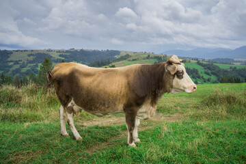 Cows graze in high-mountain meadows with lush green grass.