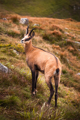 Wild Tatra Chamois on the hill, Rupicapra rupicapra tatrica, Low Tatras mountains, Tatra National Park, Slovakia