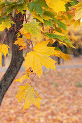 Colorful Autumn maple leaves in the park close up