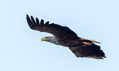 Seeadler