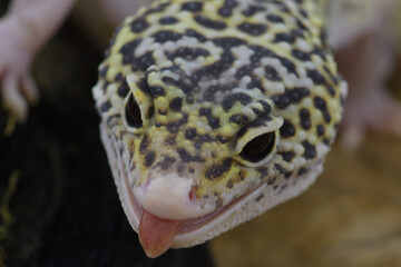 close up of a leopard gecko