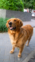 Golden retriever guide dog by the roadside