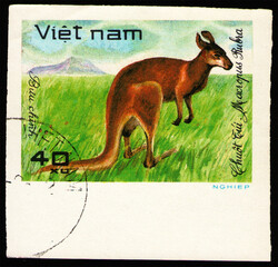 animal Red Kangaroo (Macropus rufus), fauna, circa 1981