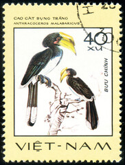 bird Malabar Pied Hornbill (Anthracoceros malabaricus), circa 1977
