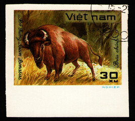 animal European Bison (Bison bonasus), fauna, circa 1981