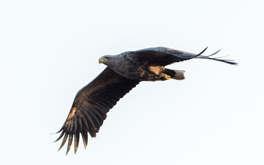 Seeadler im Flug