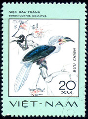 bird White-crowned Hornbill (Berenicornis comatus), circa 1977