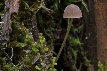 mushroom in the forest