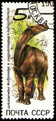 Indricotherium (Paraceratherium), prehistoric fauna, circa 1990