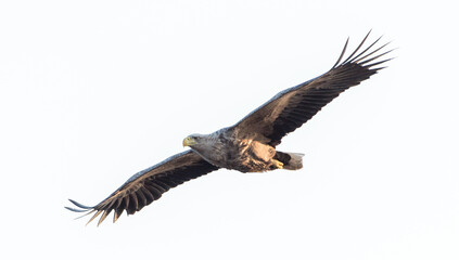 Seeadler im Flug
