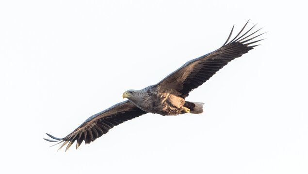 Seeadler im Flug