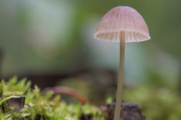 mushroom in the forest