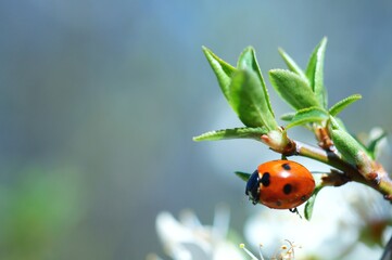 ladybird on a leaf