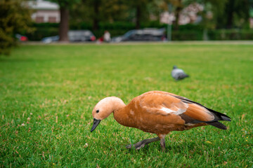 Orange duck Ogar walks on the green grass - obrazy, fototapety, plakaty